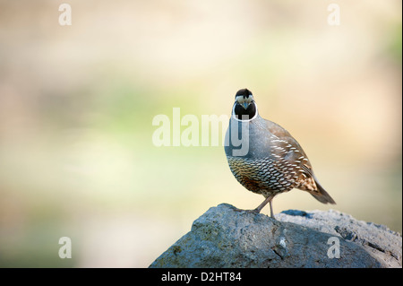 California quaglia (Callipepla californica), Christchurch Botanic Gardens, South Island, in Nuova Zelanda Foto Stock