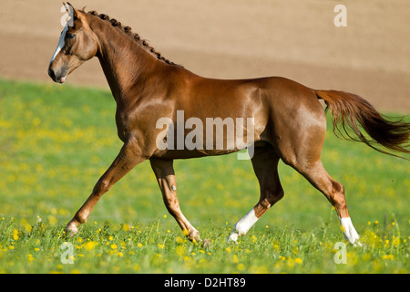 Cavallo di Vestfalia. Castagna cavallo trotto su un prato Foto Stock
