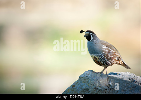 California quaglia (Callipepla californica), Christchurch Botanic Gardens, South Island, in Nuova Zelanda Foto Stock