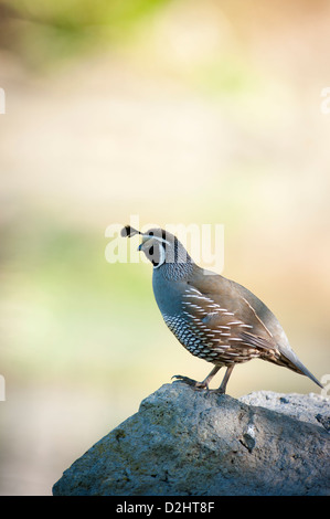 California quaglia (Callipepla californica), Christchurch Botanic Gardens, South Island, in Nuova Zelanda Foto Stock