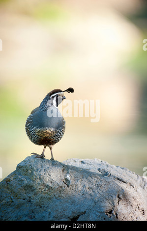 California quaglia (Callipepla californica), Christchurch Botanic Gardens, South Island, in Nuova Zelanda Foto Stock