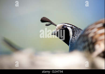 California quaglia (Callipepla californica), Christchurch Botanic Gardens, South Island, in Nuova Zelanda Foto Stock