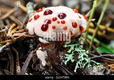 Il corpo fruttifero di devil's Tooth fungo (Hydnellum peckii) crescente morti attraverso aghi di pino a RSPB Loch Garten. Foto Stock