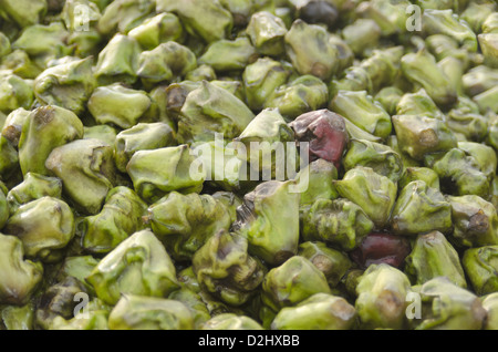 Acqua indiano di castagne, sul modo per Bharatpur, India Foto Stock