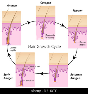 Ciclo di crescita dei capelli Foto Stock