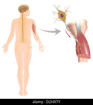 Neurone motore controlla il movimento del muscolo Foto Stock