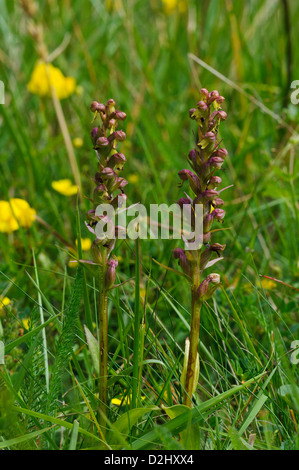 Due picchi di fiori di orchidea di rana (Dactylorhiza viridis) in un prato di fiori selvaggi vicino a Grantown-on-Spey, Morayshire, Scozia. Foto Stock