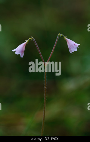 Una doppia fioritura di twinflower (Linnaea borealis) cresce in una zona di Caledonian originale Foresta vicino a Grantown-on-Spey. Foto Stock