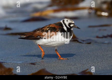 Voltapietre Arenaria interpres Shetland, Scotland, Regno Unito Foto Stock