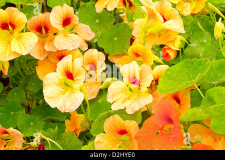 Nasturtium (Tropaeolum) con le gocce di pioggia in giardino. Fiori d'estate nel giardino. In serata. Adobe RGB. Immagine DFF Foto Stock