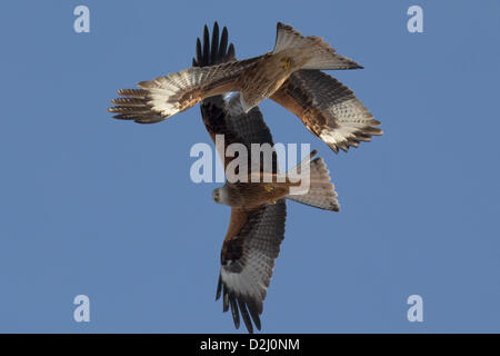 Red Kites cerchiare la massa di alimentazione in corrispondenza di Bwlch Nant Yr Arian, metà del Galles. Alimentazione del nibbio, specialmente durante la stagione invernale, è stato un elemento chiave nel ressurgence della specie. Foto Stock