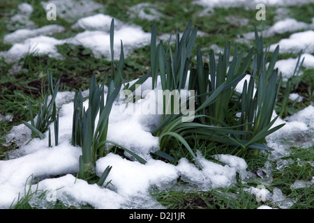 Giunchiglie inserimenti attraverso la neve in Inghilterra. Foto Stock