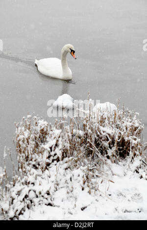 Castle Semple Counry Park, Lochwinnoch, Renfrewshire, Scozia, Regno Unito, venerdì 25 gennaio 2013. La neve che cade come un cigno muto nuota nel castello Semple Loch all'interno del Clyde Muirshiel Regional Park Foto Stock