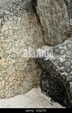Affioramento di granito orbicular - dettaglio. Granito Orbicular Nature Sanctuary, 15km a nord di Caldera, Cile, America del Sud. Foto Stock