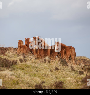 Cavalli selvaggi su Brown Clee Hill, Shropshire, Inghilterra, Regno Unito Foto Stock