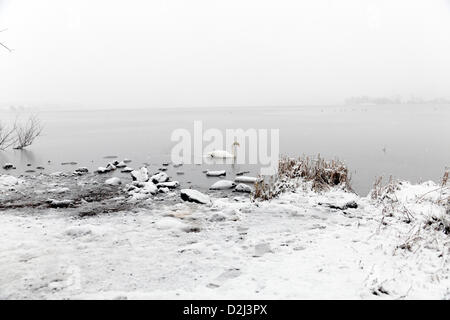 Castle Semple Counry Park, Lochwinnoch, Renfrewshire, Scozia, Regno Unito, venerdì 25 gennaio 2013. La neve che cade come un cigno muto nuota nel castello Semple Loch all'interno del Clyde Muirshiel Regional Park Foto Stock