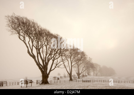 Inverno sulla collina Linley, Shropshire, Inghilterra, Regno Unito Foto Stock