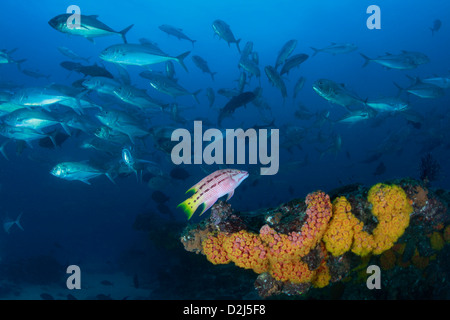 Scuole di coralli tropicali pesci di scogliera a Cabo Pulmo National Marine Park, Messico. Foto Stock