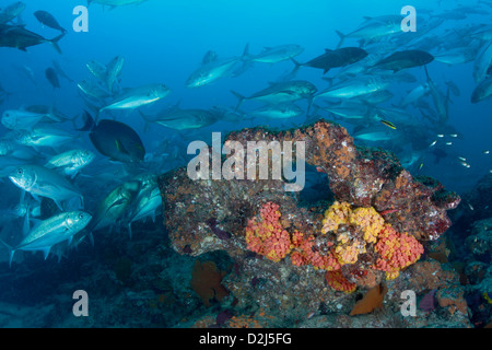 Tropical Coral reef sottomarino di pesce a Cabo Pulmo National Marine Park, Messico. Foto Stock