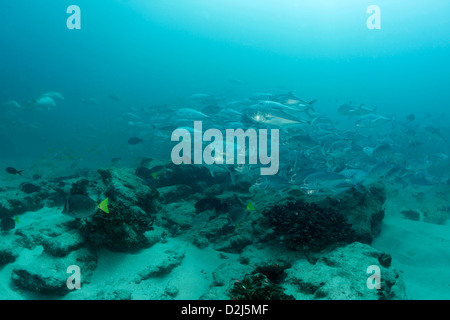 Una grande scuola di martinetti su una barriera corallina a Cabo Pulmo National Marine Park, Messico. Foto Stock