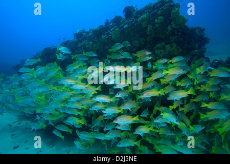 Una grande scuola limanda snapper su una barriera corallina a Cabo Pulmo National Marine Park, Messico. Foto Stock