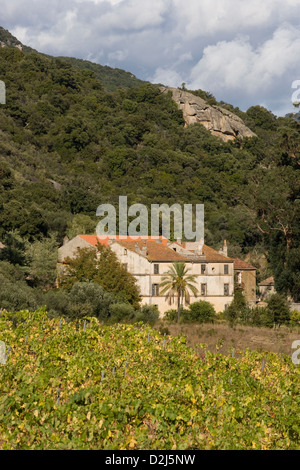 Corsica: Vallee de l'Orto - Domaine Saparale / colori autunnali di vigne con la valle in background Foto Stock