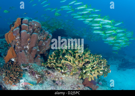 Una grande scuola di limanda snapper al di sopra di un sano Coral reef a Cabo Pulmo National Marine Park, Messico. Foto Stock