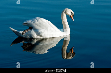 Cigno nuotare o scivolando sul lago con un chiaro riflesso Foto Stock