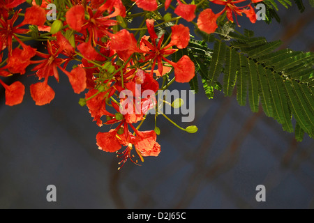 Gulmohar, impianto antincendio tree : Delonix regia Foto Stock