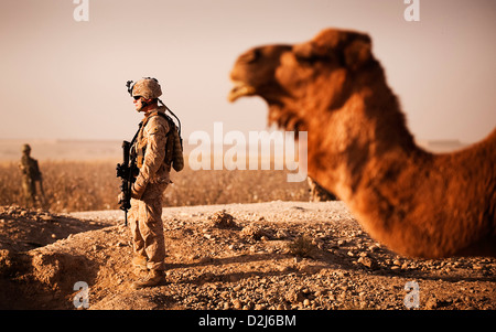 Un marine statunitense si erge nei pressi di un cammello prima di ritornare a inoltrare una base operativa Geronimo dopo fornire sicurezza in Nawa, Afghanistan Novembre 17, 2010. Foto Stock