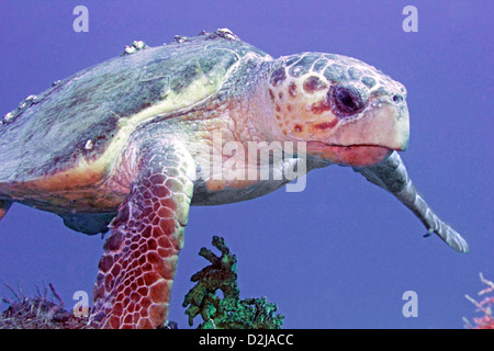 Un tartarughe marine nuota da sul relitto di USCGC Duane in Key Largo, Florida USA Foto Stock