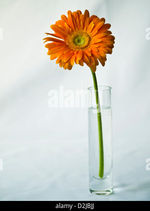 Orange gerbera in un vaso di vetro su uno sfondo bianco Foto Stock