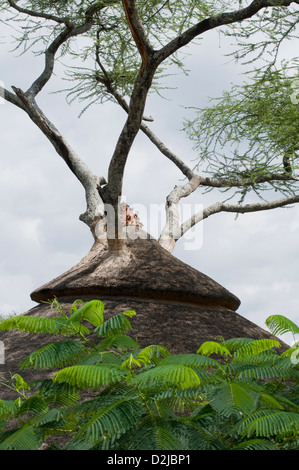 Altezza tetto di paglia capanna con Acacia crescono fuori di esso. Ornati in pezzo di ceramica a coronamento della sua sommità. Foto Stock