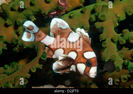 I capretti Harlequin Sweetlips (Plectorhinchus chaetodonoides), aba punto, Manado, Nord Sulawesi, Indonesia Foto Stock