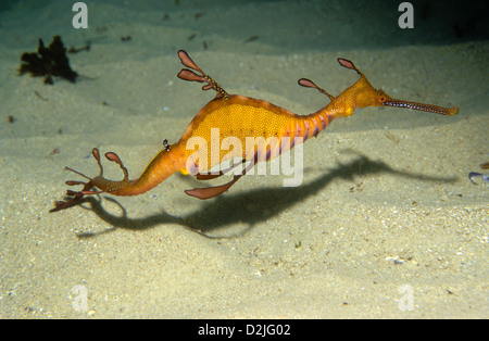 Weedy Seadragon (Phyllopteryx taeniolatus), capo Solander, Sydney, Nuovo Galles del Sud, Australia Foto Stock