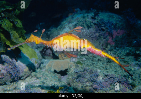 Weedy Seadragon maschio con uova (Phyllopteryx taeniolatus), off Sydney, Nuovo Galles del Sud, Australia Foto Stock