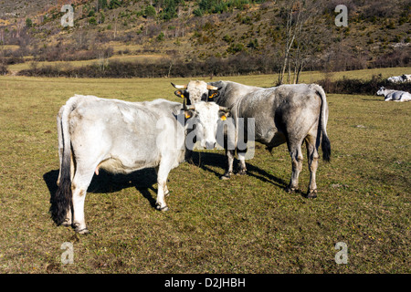 Guascone del bestiame in pascolo invernale, Pirenei francesi Foto Stock