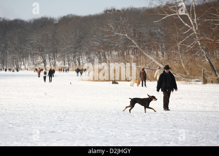 Berlino, Germania, camminatori con cani sulla congelati Schlachtensee Foto Stock