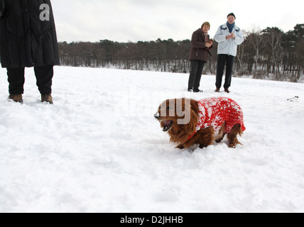 Berlino, Germania, camminatori con cani sulla congelati Schlachtensee Foto Stock