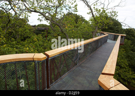 Il rhizotron e xstrata treetop marciapiede, Kew Gardens, London, Regno Unito Foto Stock