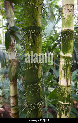 Aiphanes eggersii, la Casa delle Palme, Kew Gardens, London, Regno Unito Foto Stock