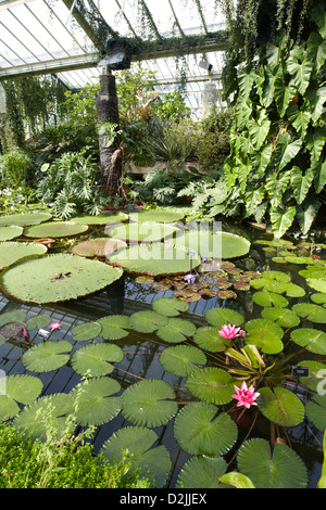 Giant waterlilies nella casa Ninfea Kew Gardens, London, Regno Unito Foto Stock