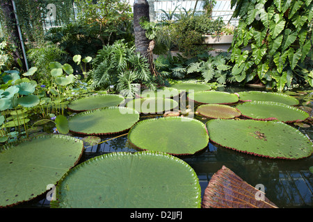 Giant waterlilies nella casa Ninfea Kew Gardens, London, Regno Unito Foto Stock