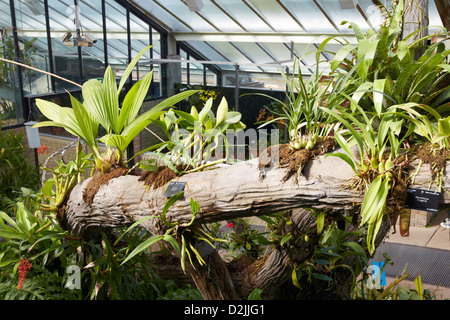 Bromeliacee in principessa di Galles Conservatorio, Kew Gardens, London, Regno Unito Foto Stock