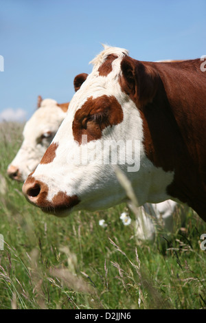 Hereford manzi close up Foto Stock