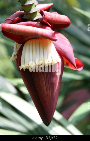 Un rosso impressionante Banana Flower su un fogliame verde sullo sfondo Foto Stock