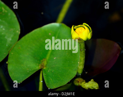 Acqua giglio fiore in un stagno. Il parco nazionale delle Everglades, Florida, Stati Uniti d'America. Foto Stock