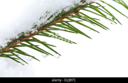 Abete del ramo con la neve e acqua congelata scende su di essa Foto Stock