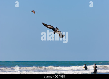 Pellicano marrone (Pelecanus occidentalis) immersioni per pesce mentre due pescatori sono la pesca a modo loro. Penisola Nicoya in Costa Rica. Foto Stock