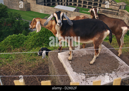 Carino Anglo-Nubian lavorando caprini domestici protetti dietro il recinto pascolano sul fastidio vegetazione invasiva a storico Fort Wadsworth Foto Stock